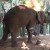 VÍDEO: Elefante de tres patas obtiene una prótesis y lo celebra