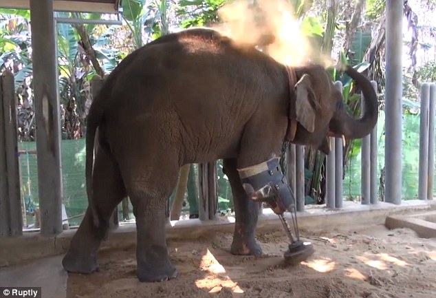 VÍDEO: Elefante de tres patas obtiene una prótesis y lo celebra