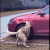 China: Hombre pateo a perro por dormir cerca de su auto y este tomo venganza