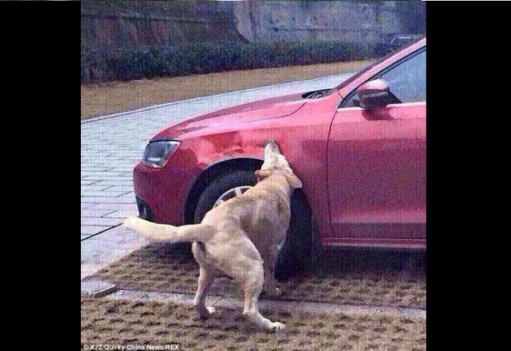 China: Hombre pateo a perro por dormir cerca de su auto y este tomo venganza