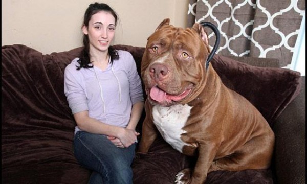 Hulk pesa 79 kilos y es el pitbull más grande del mundo.