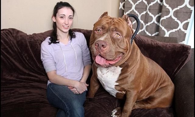 Hulk pesa 79 kilos y es el pitbull más grande del mundo
