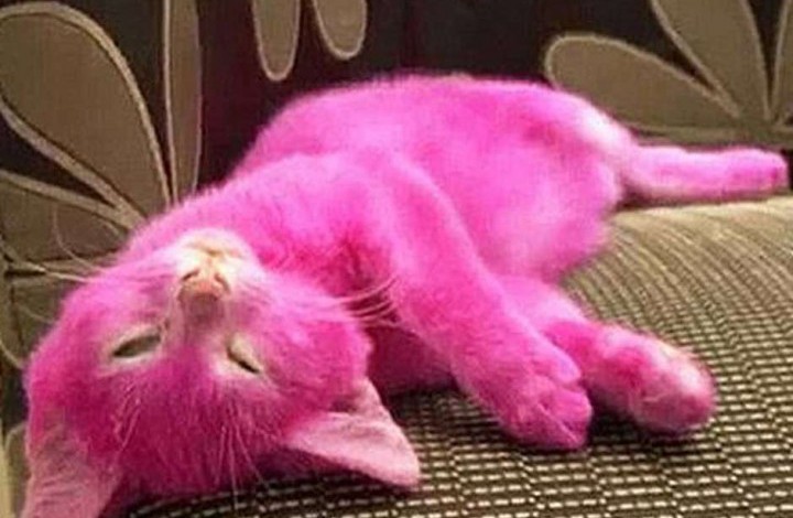 Indignación tras muerte de gato por ser teñido de rosa
