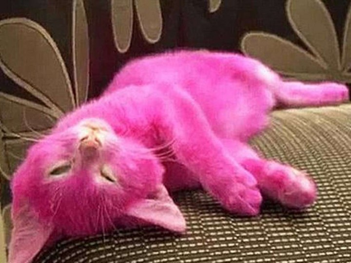 Indignación tras muerte de gato por ser teñido de rosa