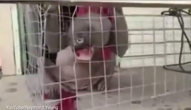 VÍDEO: Atraparon en China a un extraño animal que fue tildado de mutante