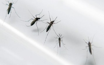 Determinan cómo los mosquitos escogen a sus víctimas