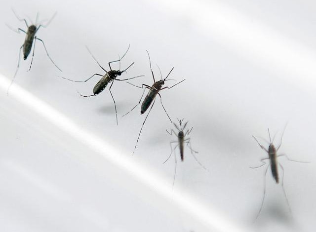 Determinan cómo los mosquitos escogen a sus víctimas