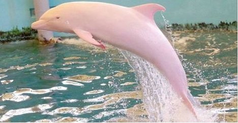 El delfín que se vuelve rosa cuando está triste o enfadado