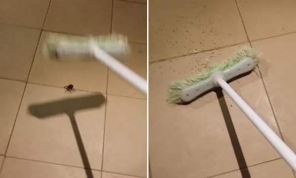 Video de YouTube registra la reacción del hombre al observar a las arañas. (Foto: captura de YouTube)