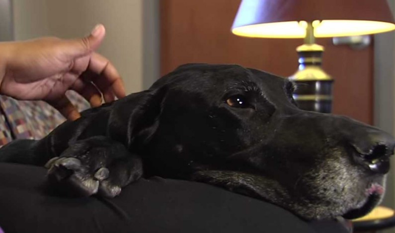 VÍDEO: Su novio le propinaba una golpiza y esto hizo su perro por ella