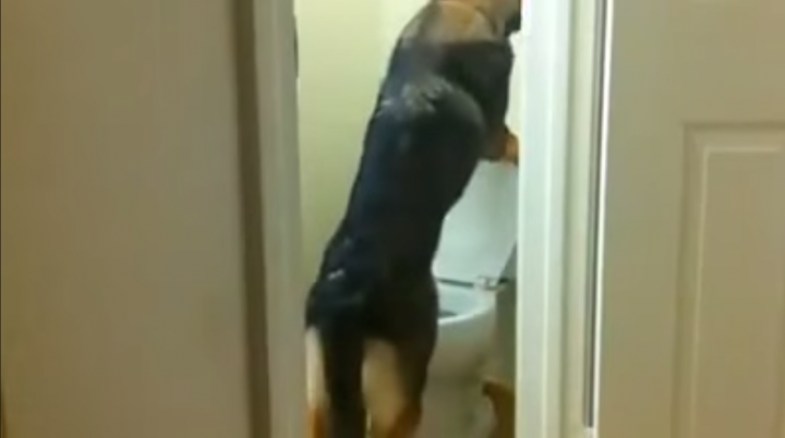 VÍDEO: Perro orina en inodoro y tira la palanca
