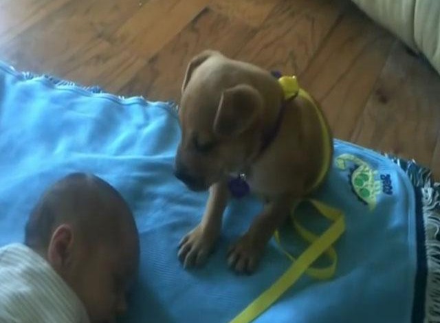 VÍDEO: perro cuida a un bebé a pesar de caerse de sueño