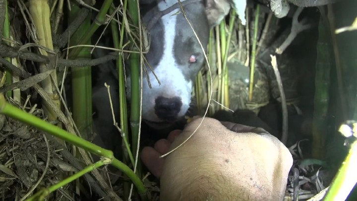 VÍDEO: Ellos solo querían salvar a un perro callejero. Pero lo que vieron, fue totalmente inesperado
