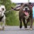 VÍDEO: Historia del perro ciego que tiene como guía a su amigo conmueve en redes