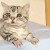 Si Grumpy Cat se caracteriza por estar siempre enojado, este gato de nombre Luhu destaca por su aspecto triste, pero adorable.