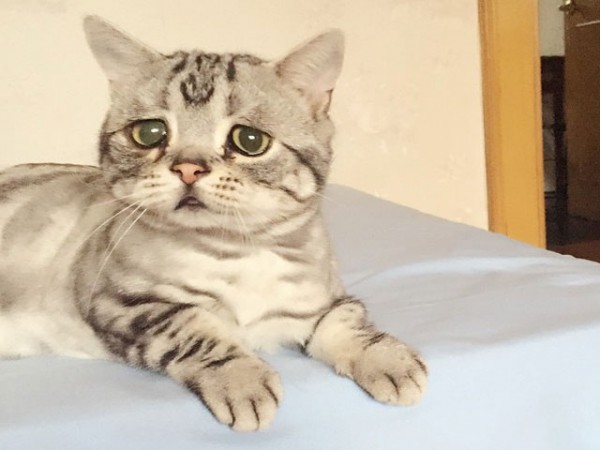 Si Grumpy Cat se caracteriza por estar siempre enojado, este gato de nombre Luhu destaca por su aspecto triste, pero adorable.