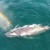 VÍDEO: dron graba a una ballena “expulsando un arcoíris”