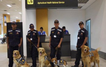 VÍDEO: conoce a la brigada canina evita el ingreso de plagas al país