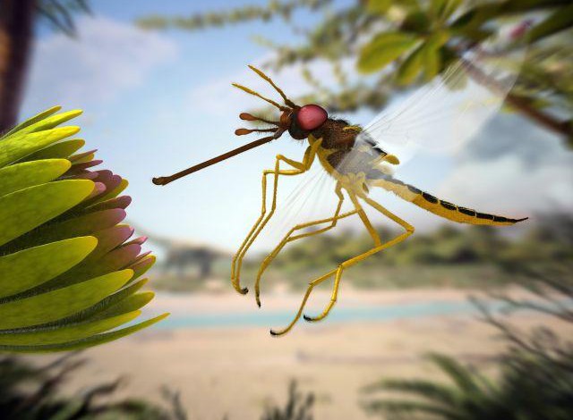 Hallan mosca de 105 millones de años con polen en el abdomen