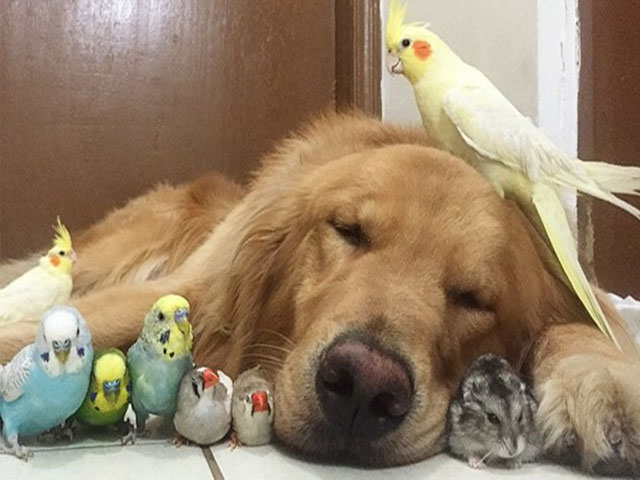 Instagram: la insólita amistad entre un perro, un hámster y ocho aves