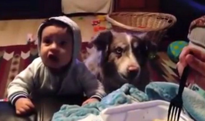 VIDEO: Perro dice ‘mamá’ antes que bebe