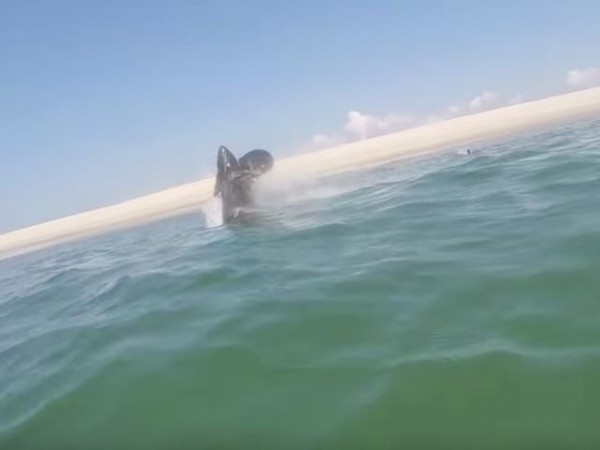 El equipo de Atlantic White Shark grabó los precisos momentos en el que un tiburón blanco intentó devorar una foca gri, sin embargo esta salió ilesa del ataque.