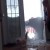 VÍDEO: Gato que derrumba un muro de nieve para entrar a su casa es sensación