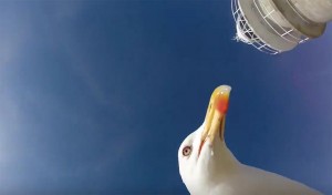 Una gaviota se roba una GoPro de unos turistas y se autofilma volando.