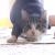 VÍDEO: gato que baila al ritmo de ‘Wiggle’ es furor en YouTube