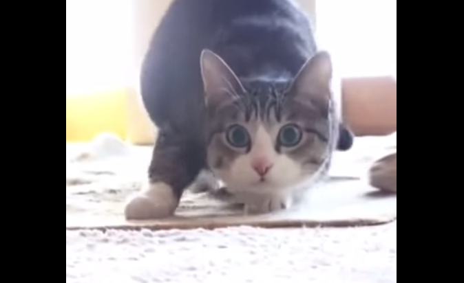 VÍDEO: gato que baila al ritmo de ‘Wiggle’ es furor en YouTube