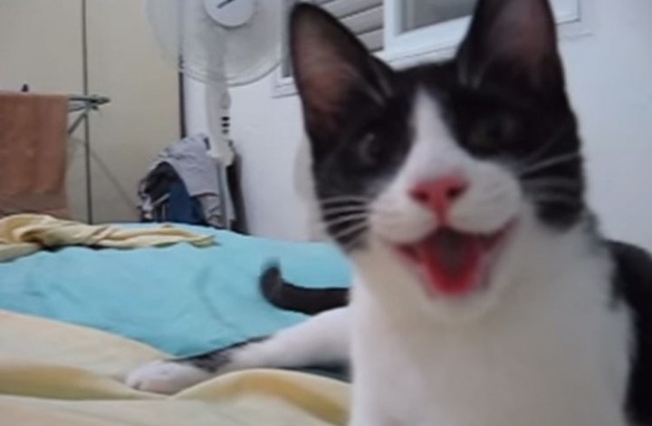 VÍDEO: Cuando veas al gato que se cree perro, creerás que es una reencarnación