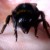VÍDEO: amante de los animales dio lección alimentando a un abejorro deshidratado