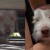 Video fue publicado en el canal de YouTube del grupo de rescate de animales Hope for Paws