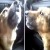 VÍDEO: perrito ‘le explica’ a su dueña lo que hizo cuando estuvo perdido