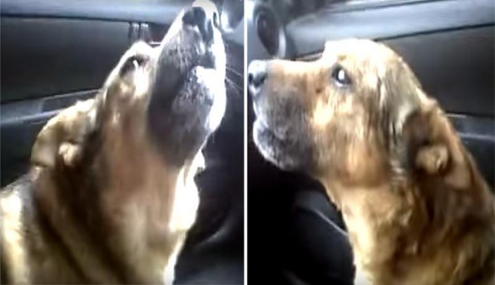 VÍDEO: perrito ‘le explica’ a su dueña lo que hizo cuando estuvo perdido
