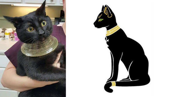 Reddit: gato metió su cabeza en un jarrón y ahora su aspecto causa sensación