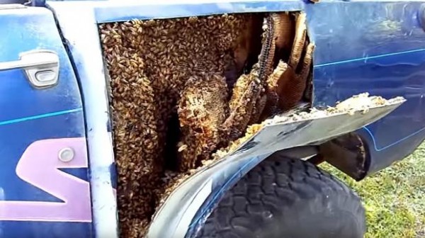 Un usuario compartió un video de YouTube en el que se ve cómo es que centenares de abejas invadieron su pick-up.