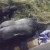 VÍDEO: Niño cae dentro de jaula de gorila y esto fue lo que ocurrió