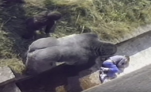 VÍDEO: Niño cae dentro de jaula de gorila y esto fue lo que ocurrió