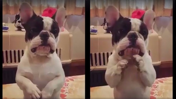 VÍDEO: un bulldog francés te sorprenderá al pedir amablemente su juguete