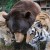VIDEO: conoce la curiosa amistad entre un oso, un tigre y un león