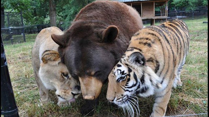 VIDEO: conoce la curiosa amistad entre un oso, un tigre y un león