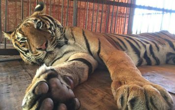 Tigre en circo peruano sufría un calvario, pero tuvo un final de cuento de hadas