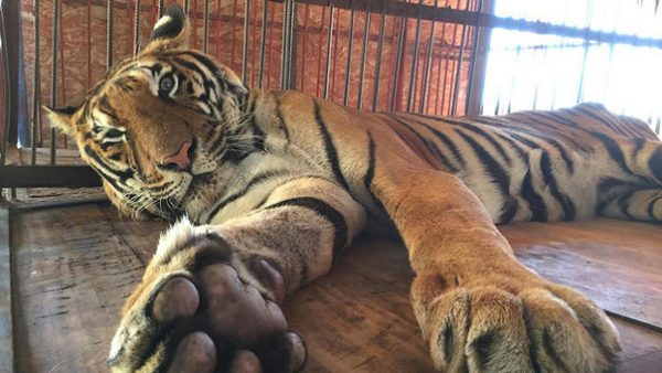 Después de toda una vida de sufrimiento en un circo peruano, el tigre Hoover fue trasladado en un vuelo al aeropuerto internacional de Miami este viernes 22 de abril.