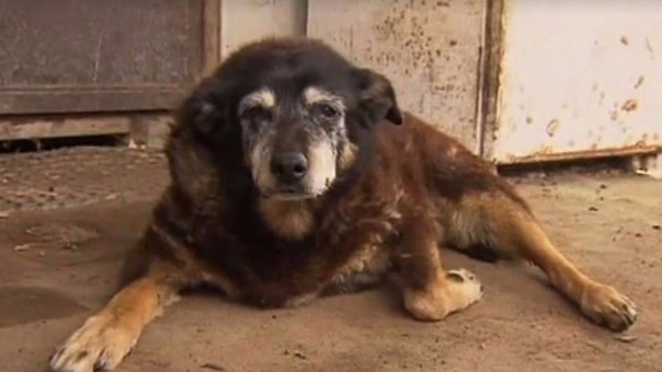 VÍDEO: El perro ‘más viejo del mundo’ muere mientras dormía