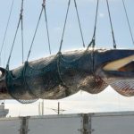 “El pueblo japonés ha vivido desde tiempos inmemoriales en estrecha relación con las ballenas. Es momento de reconocer la importancia de las actividades balleneras en nuestra tradición y cultura culinaria”, asegura la Agencia de Pesca nipona. | Fuente: AP