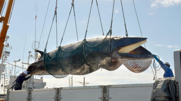 ¿Por qué Japón insiste en cazar ballenas?