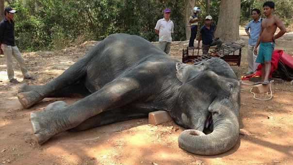 Muere un elefante por cargar a dos turistas en Camboya