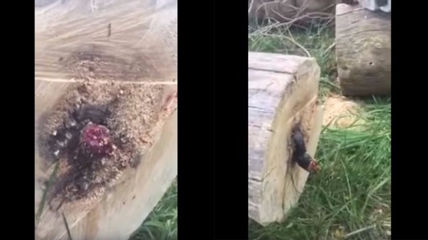 VÍDEO: cortó un árbol y encontró algo desagradable en su interior