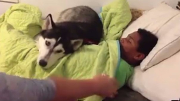 VÍDEO: tierno perrito es muy ‘sobreprotector’ con su pequeño amo